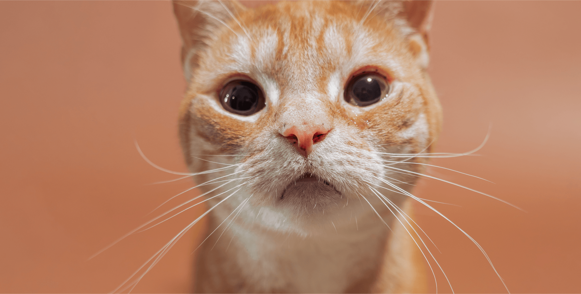 Does Your Cat Have Dry Skin? 4 Tips On How To Banish Their Dandruff!